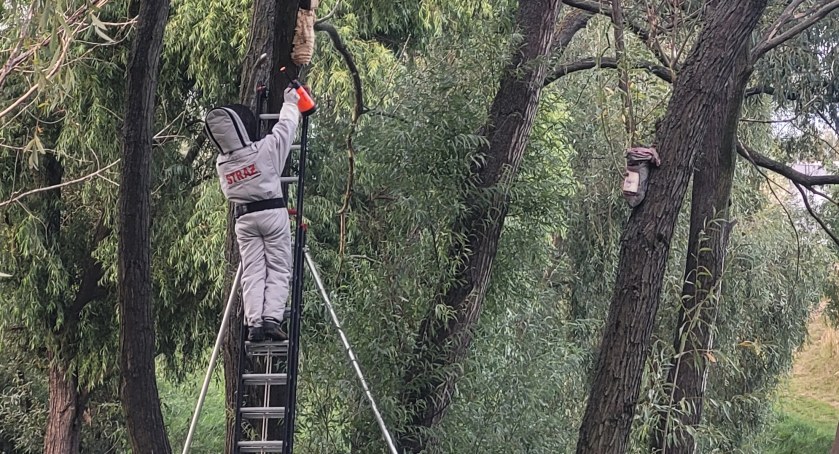 Zdjęcie z likwidacji gniazda szerszeni w Parku Grona 