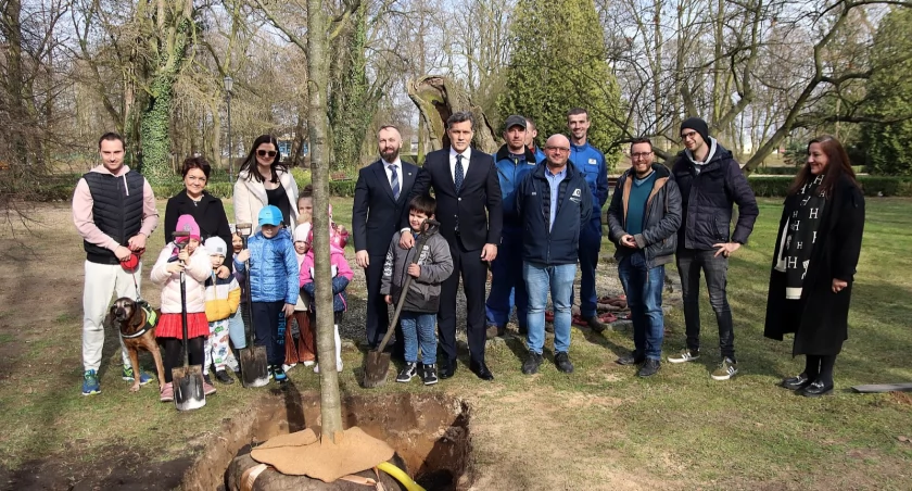 Dąb czerwony jest młodym następcą dębu Asnyka