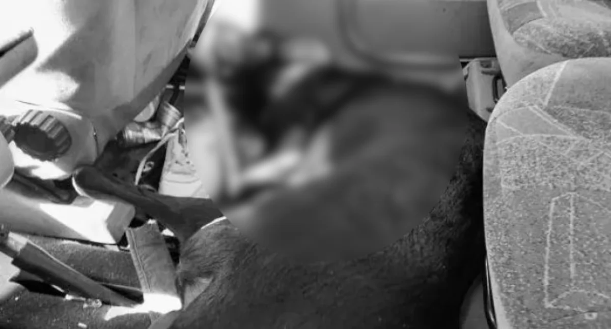 Temida, Doberman „ugotował się” rozgrzanym samochodzie oskarżenia przeciwko letniemu właścicielowi - zdjęcie, fotografia