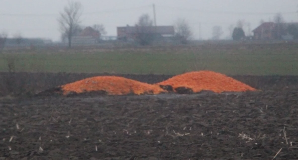Ciekawostki, Udane „zbiory” cytrusów powiecie kaliskim - zdjęcie, fotografia