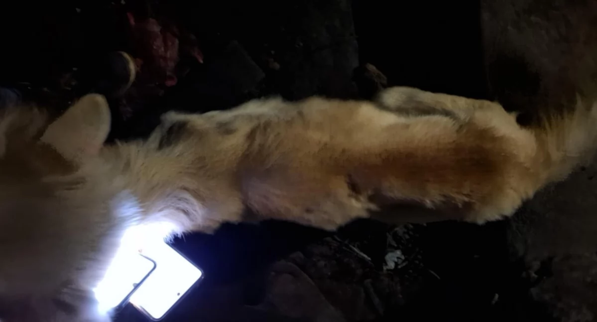 Temida, Były rzucane duszone głodzone przeżyły Oprawca areszcie - zdjęcie, fotografia
