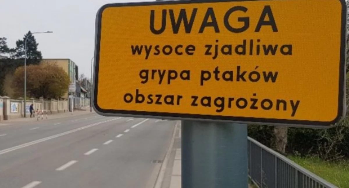 Region, Ptasia grypa znowu powiecie kaliskim - zdjęcie, fotografia
