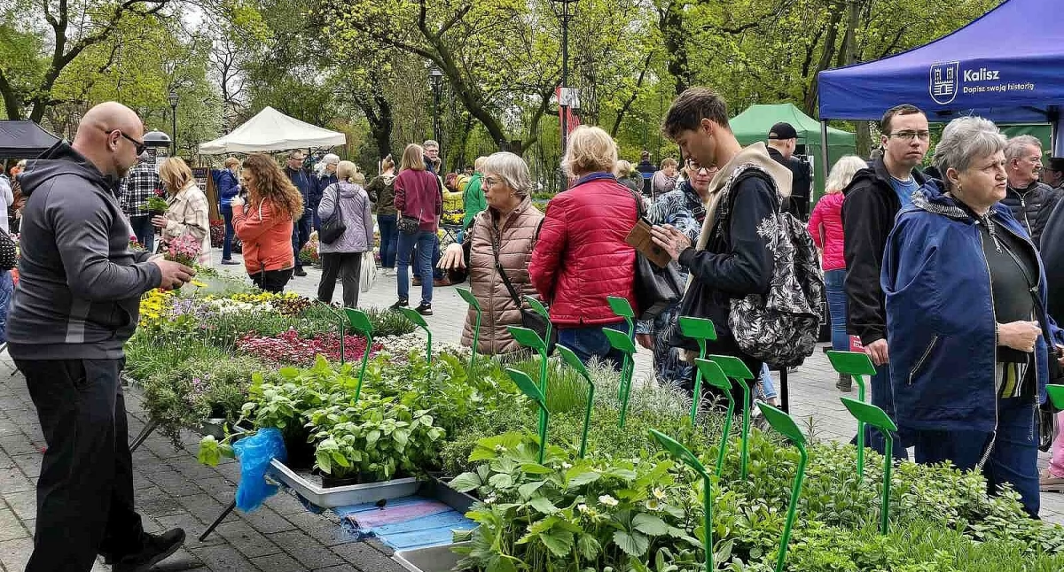 Ciekawostki, Kolejny plantach - zdjęcie, fotografia
