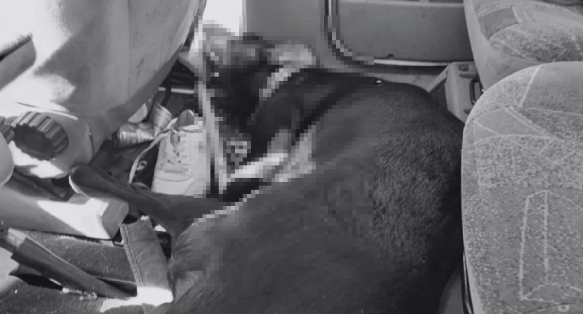 Temida, Zostawił pewną śmierć rozgrzanym piekarnik samochodzie wyrok - zdjęcie, fotografia