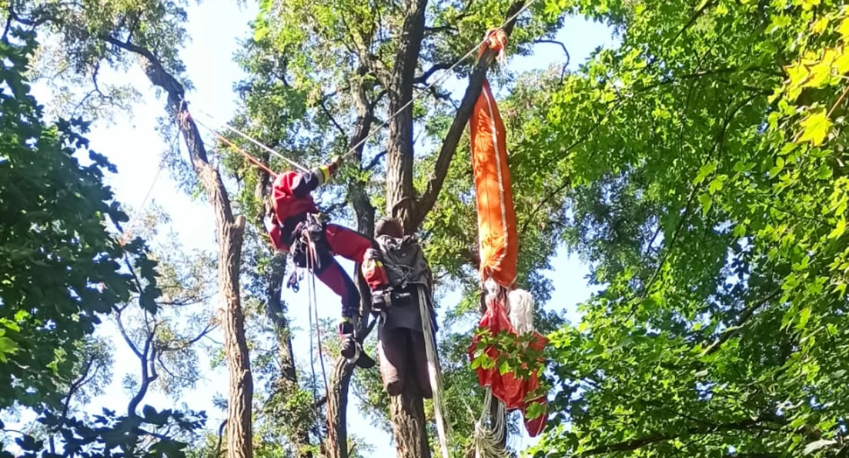 Ciekawostki, Ćwiczyli ewakuację poszkodowanych drzew - zdjęcie, fotografia