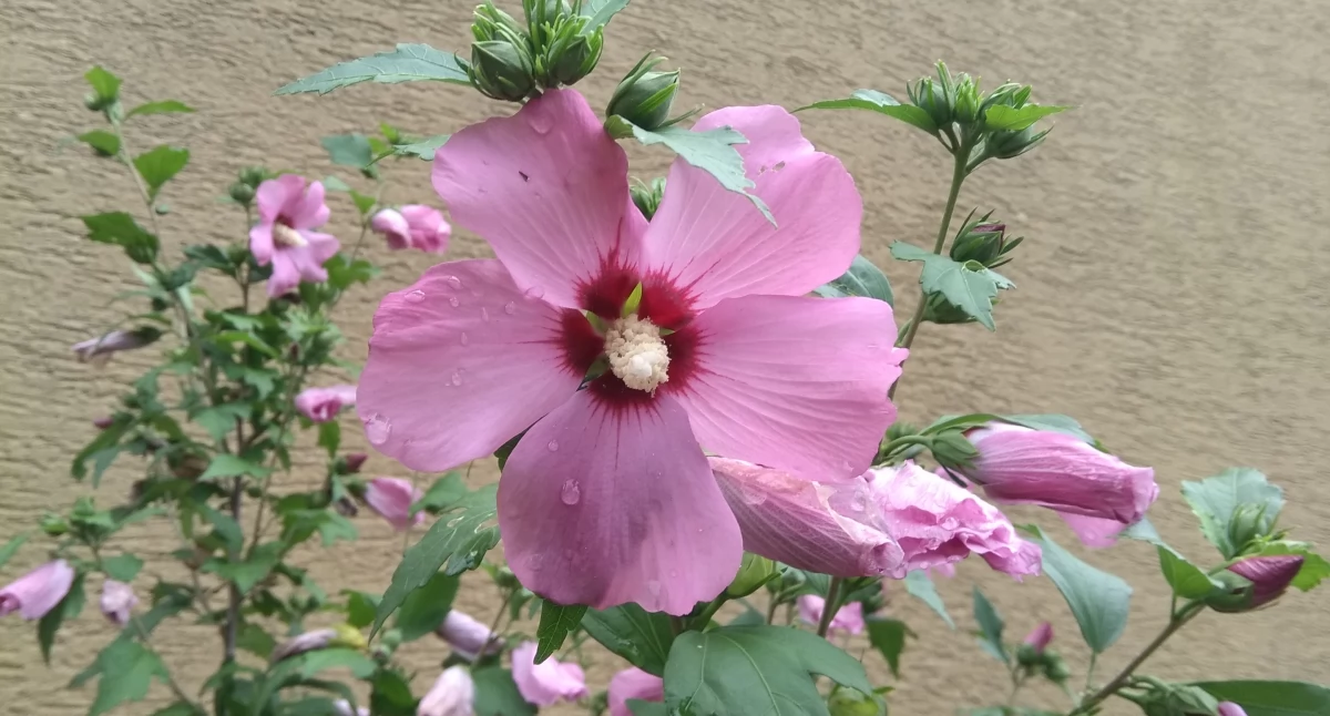 Ciekawostki, Zamiast faszerować chemią może warto sięgnąć „babcine” - zdjęcie, fotografia