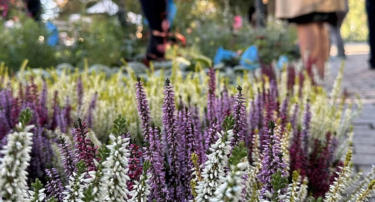 Ciekawostki, Kolejny plantach - zdjęcie, fotografia