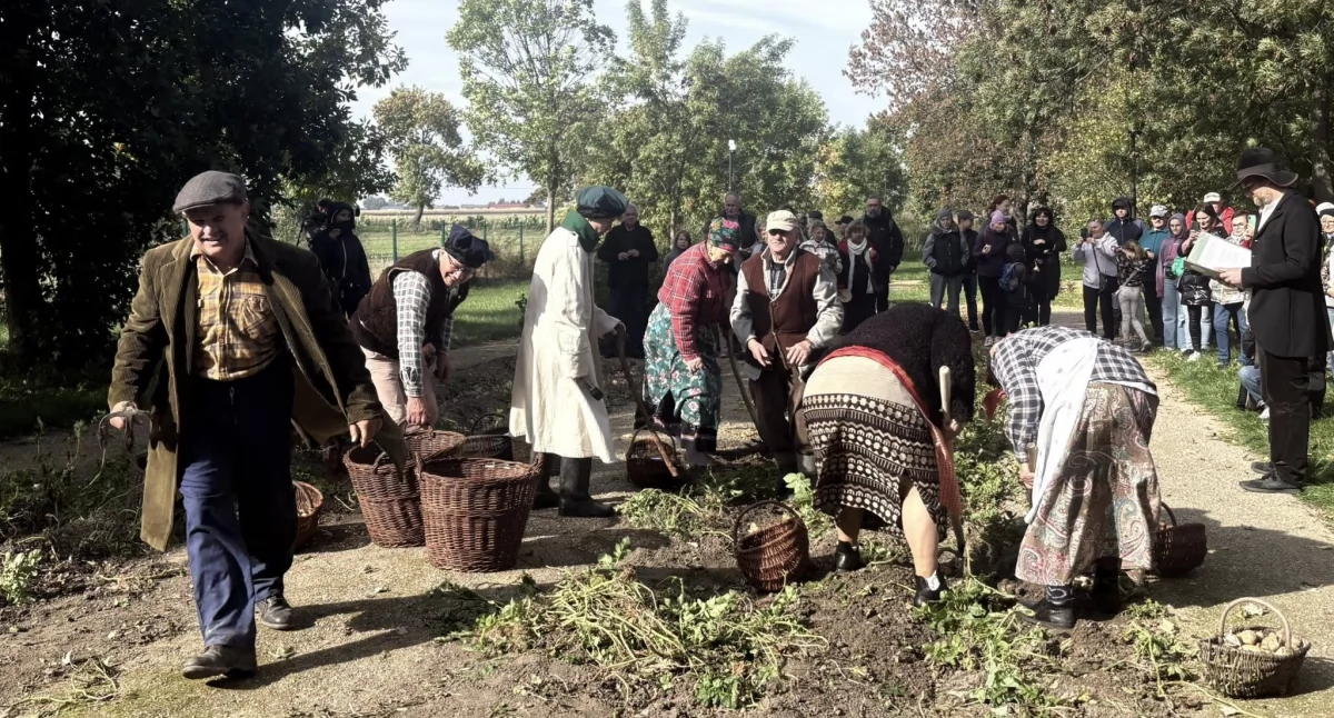 Mieszkańcy gminy Stawiszyn na wykopkach w Russowie
