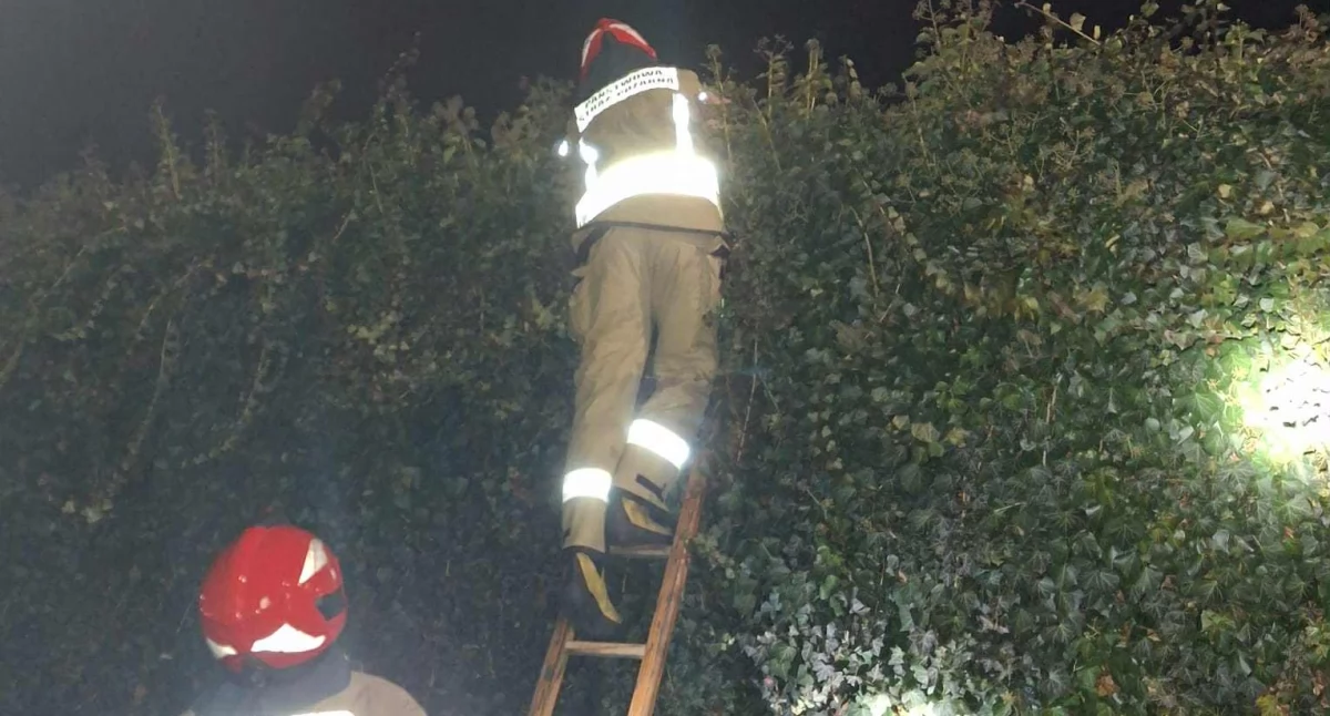 Pożary - interwencje Straży Pożarnej, Wieszał lampki choinkowe zawisł żywopłocie - zdjęcie, fotografia