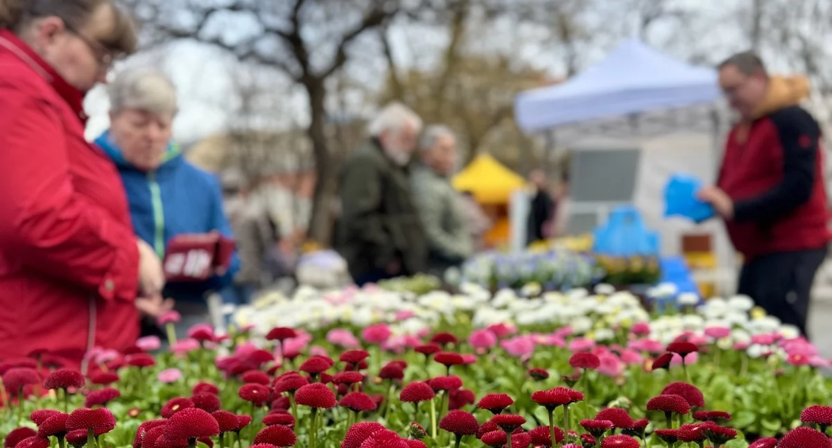 Administracja , Plantach - zdjęcie, fotografia