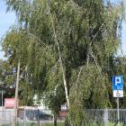 zdjęcie nr 24
