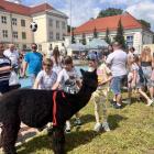 zdjęcie nr 7