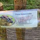 zdjęcie nr 8