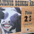 zdjęcie nr 40