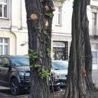 zdjęcie nr 9