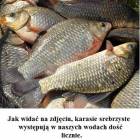 Fotka nr 0 z 4
