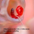 zdjęcie nr 7