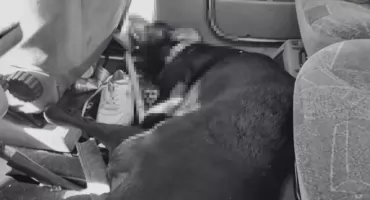 Zostawił psa na pewną śmierć w rozgrzanym jak piekarnik samochodzie. Jest wyrok