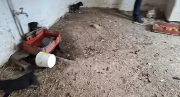 Brud, gnijące jedzenie i chore zwierzęta. Interwencja Help Animals w hodowli pod Kaliszem