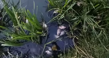 Śnięte ryby w Parku Przyjaźni
