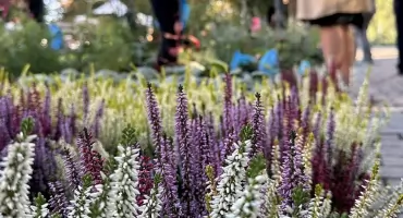 Kolejny targ na plantach
