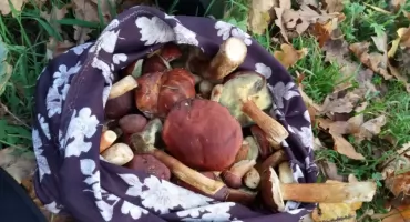 Czym na grzyby?