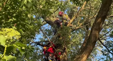 Weszła na drzewo i nie mogła zejść. Pomogli strażacy
